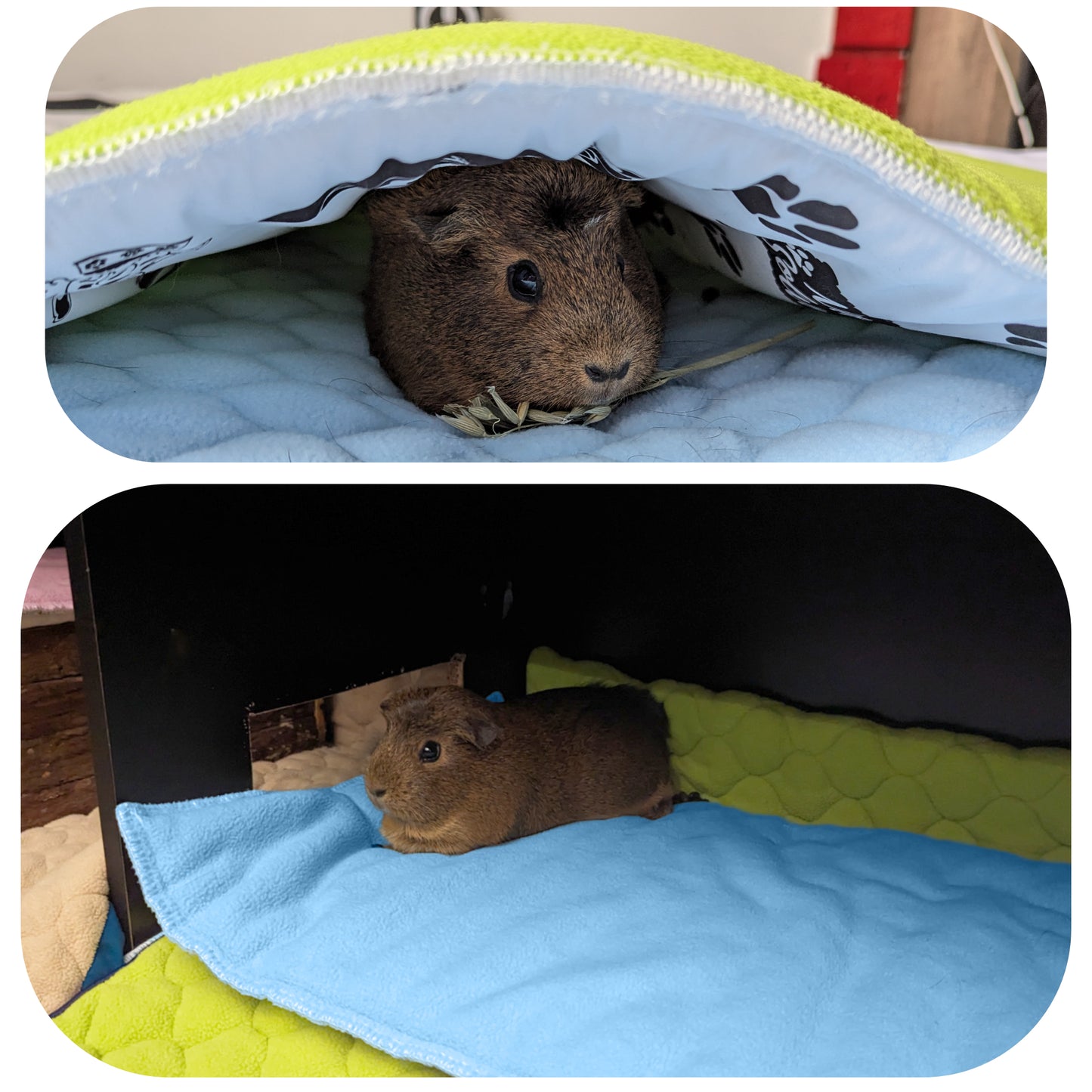 Fleece Guinea Pig and Rabbit Play Mat - All in One, it's a Blanket, a Giant Tunnel, a House, a Cushion and a Bed - Comfortable - Available in 3 Colors and 6 Sizes